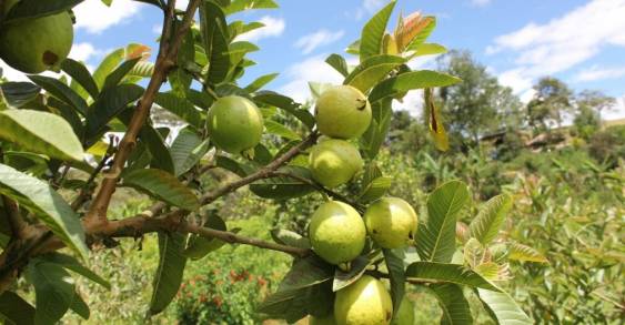 Crece 18% por ciento el valor de la Producción de Guayaba Michoacana